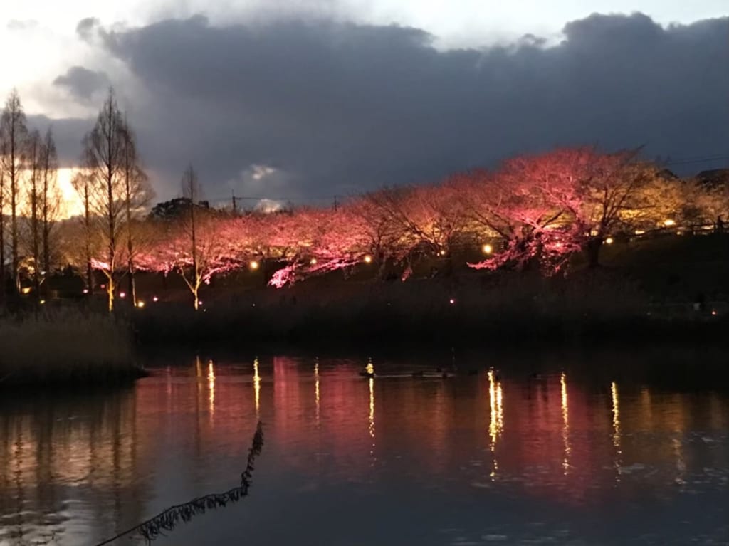 打上川治水緑地桜