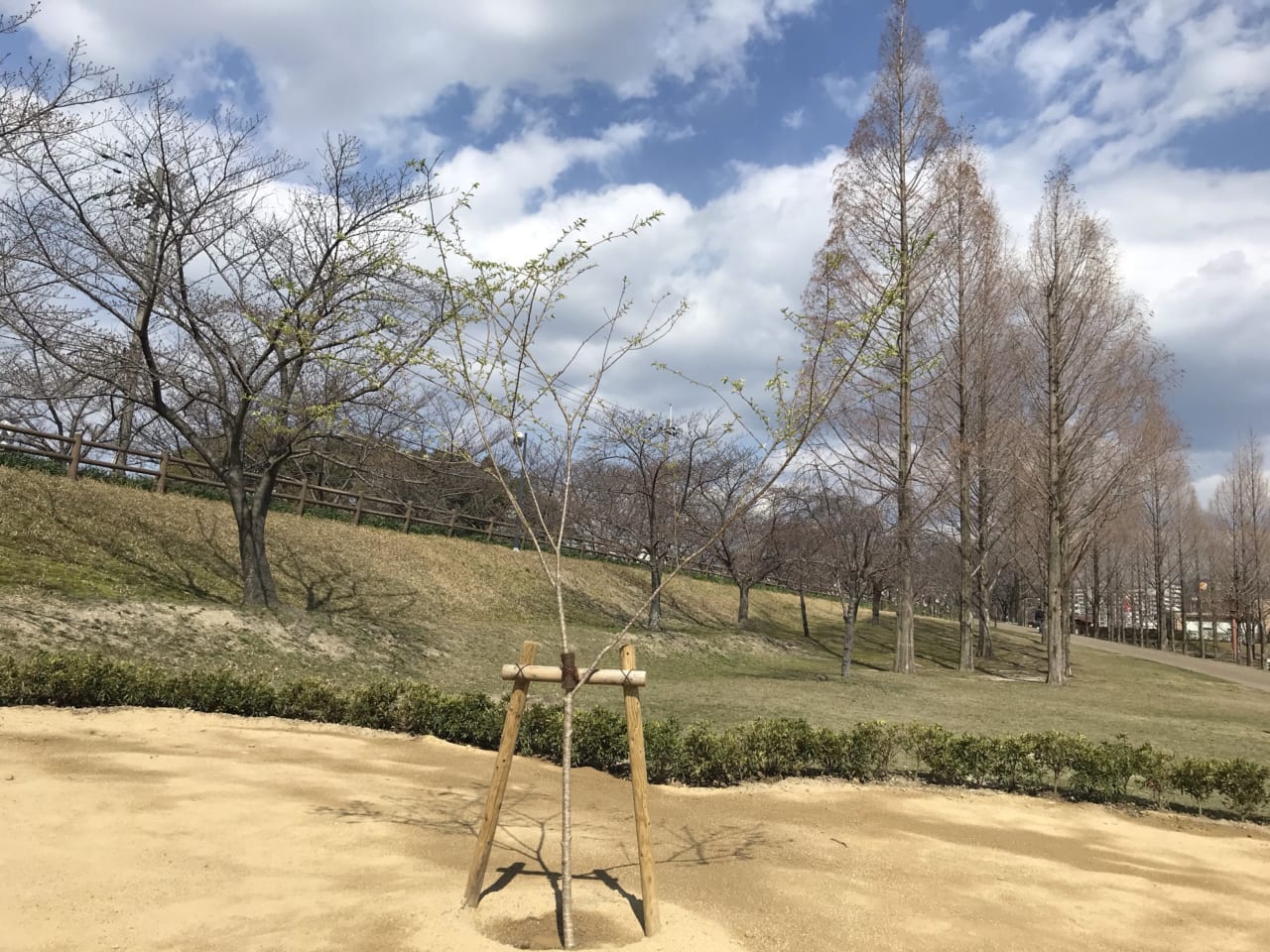 打上川治水緑地公園きぼうの桜