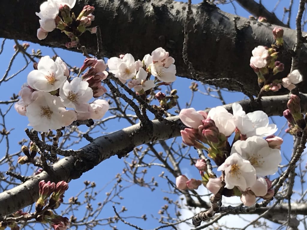 打上川治水緑地公園　桜