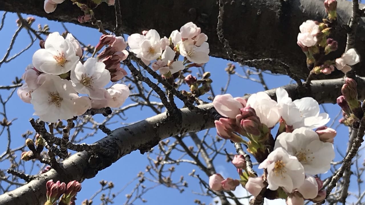 打上川治水緑地公園　桜