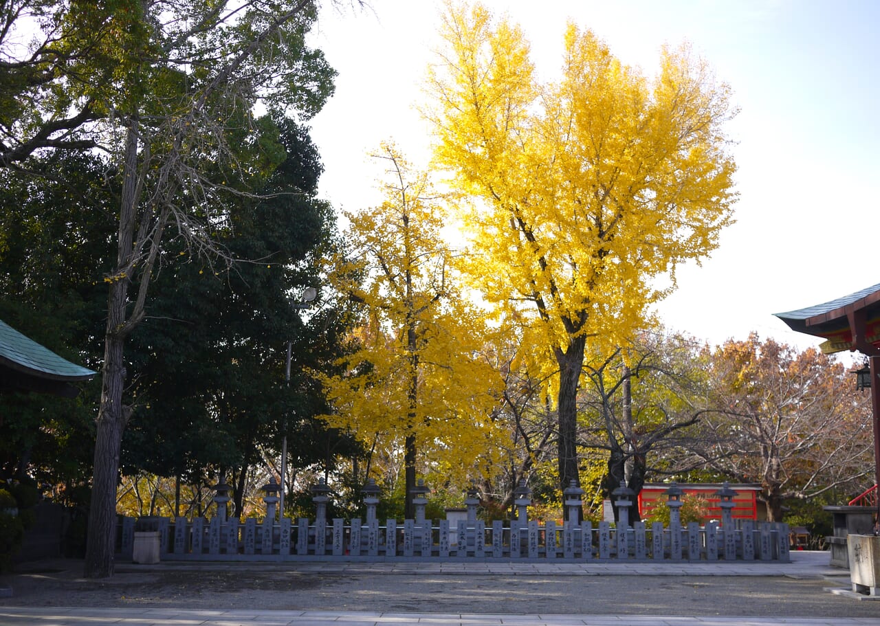 成田山不動尊にあるイチョウの木