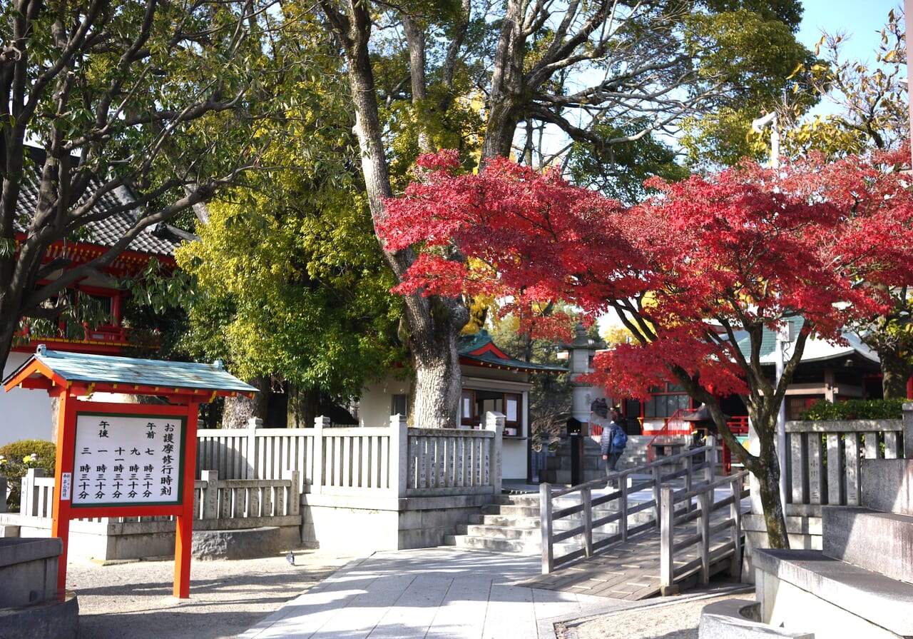 本堂近くの紅葉の木