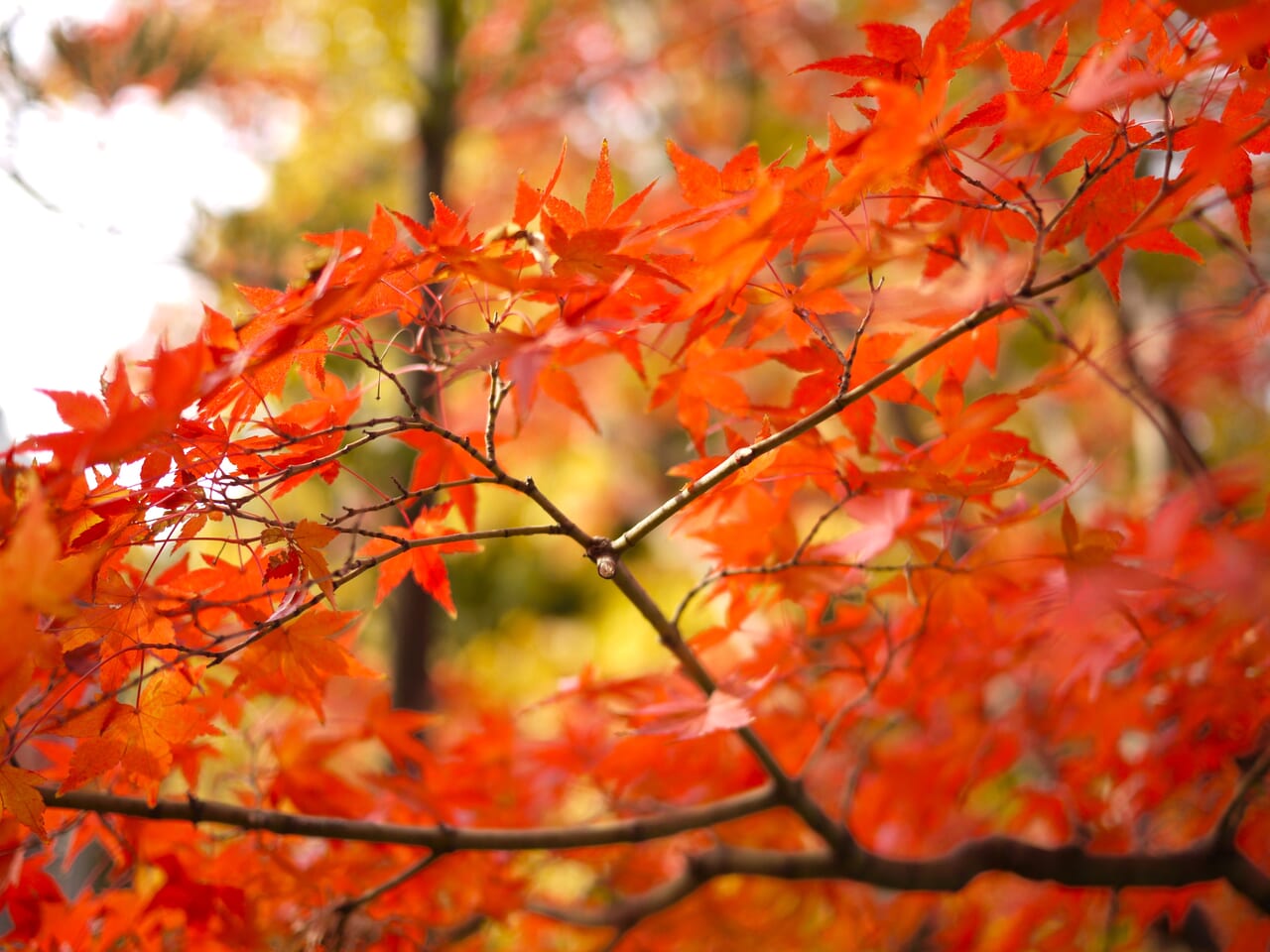 色鮮やかな紅葉の木