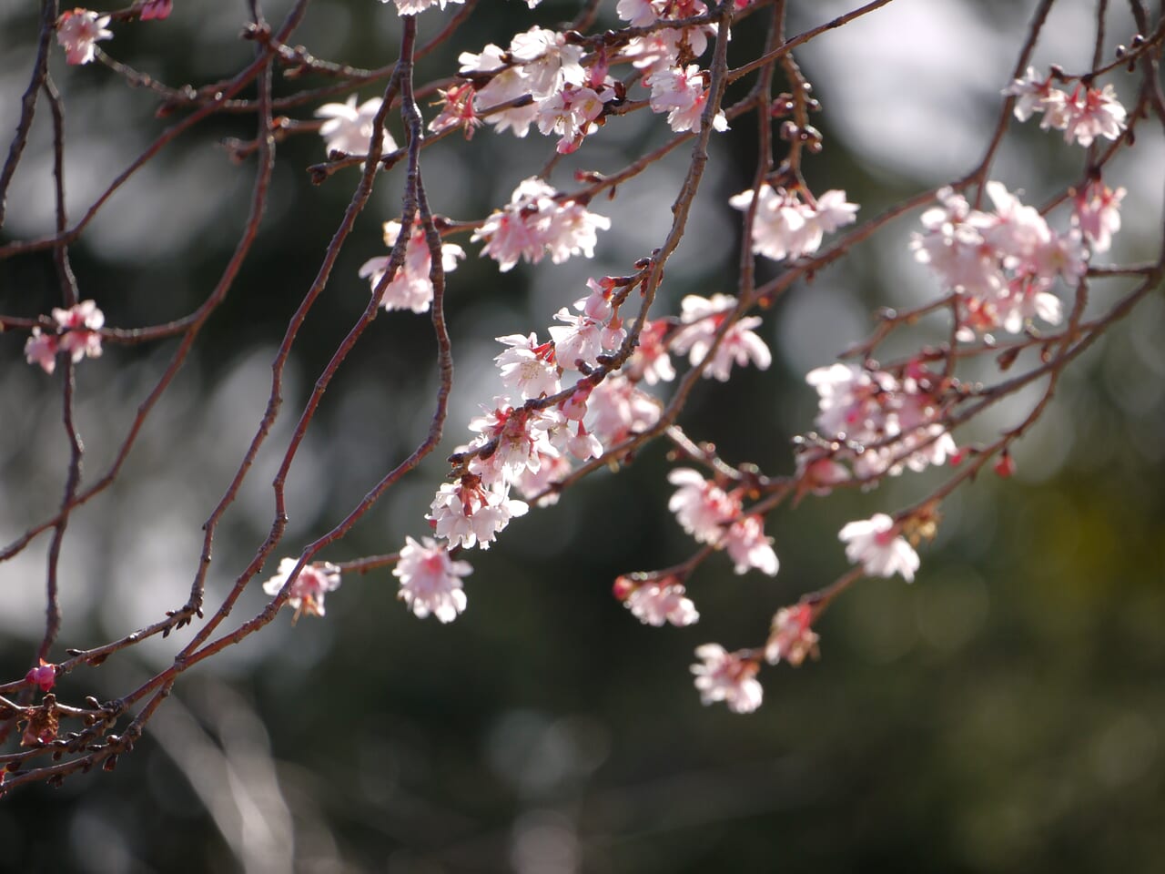 十月桜の様子