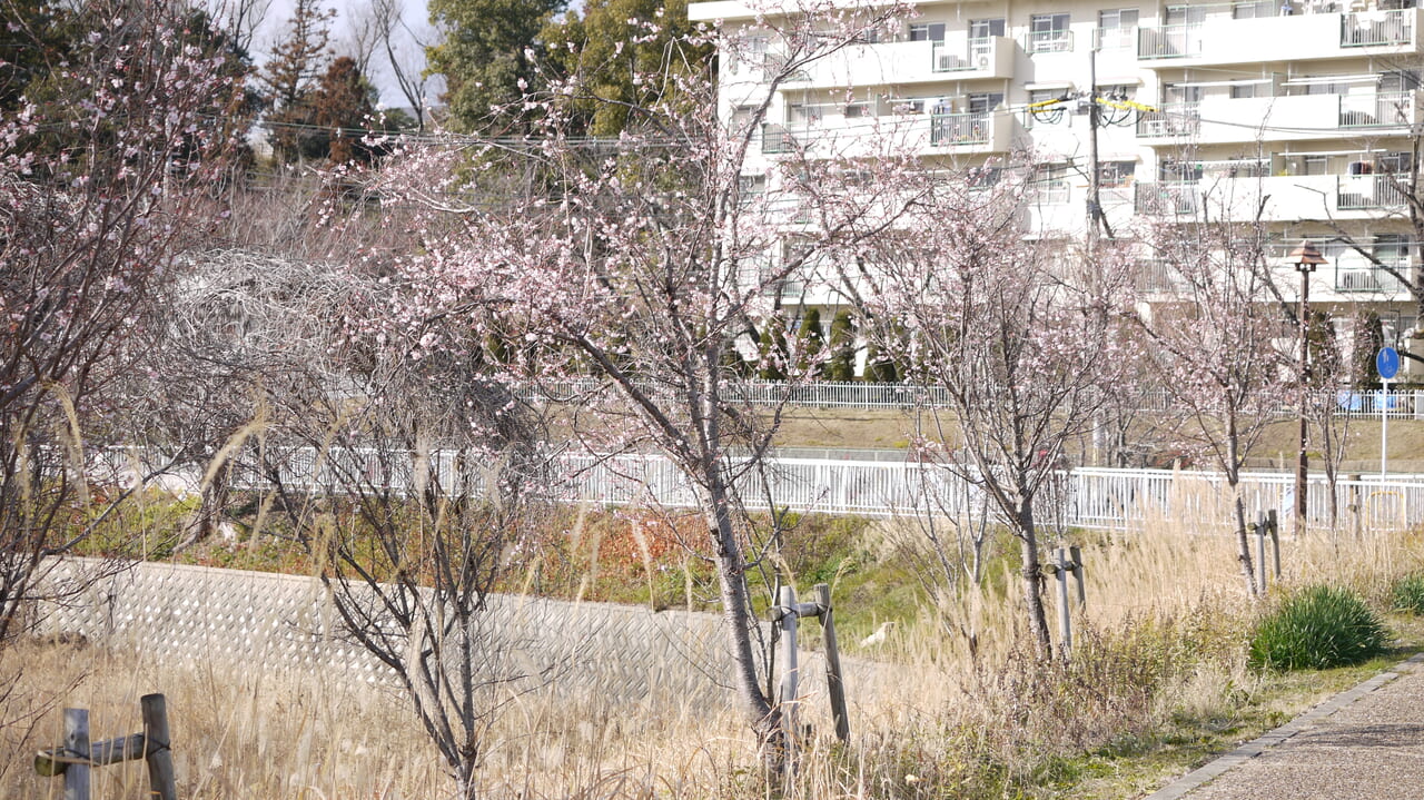 5～6本の十月桜