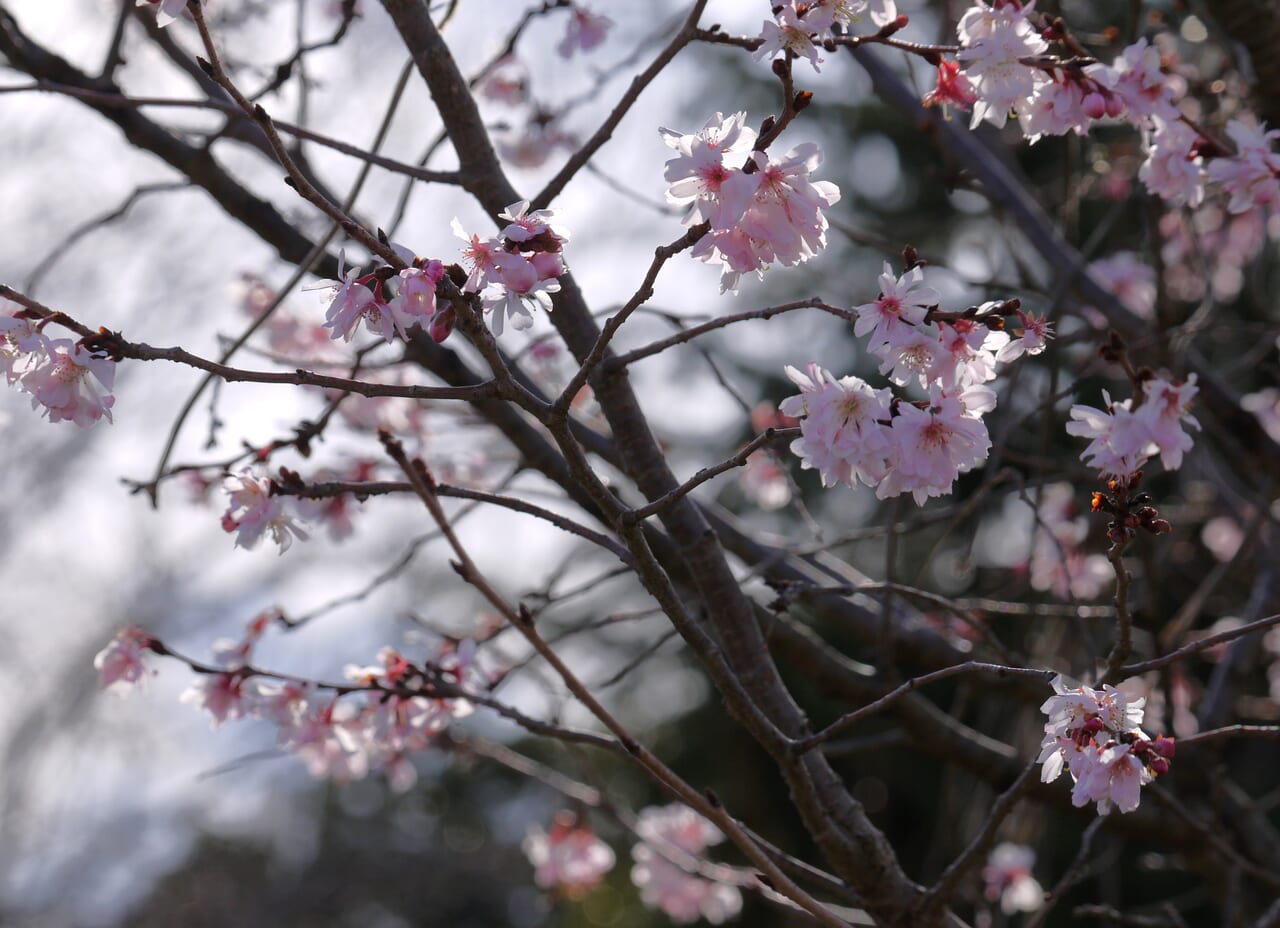 十月桜の花