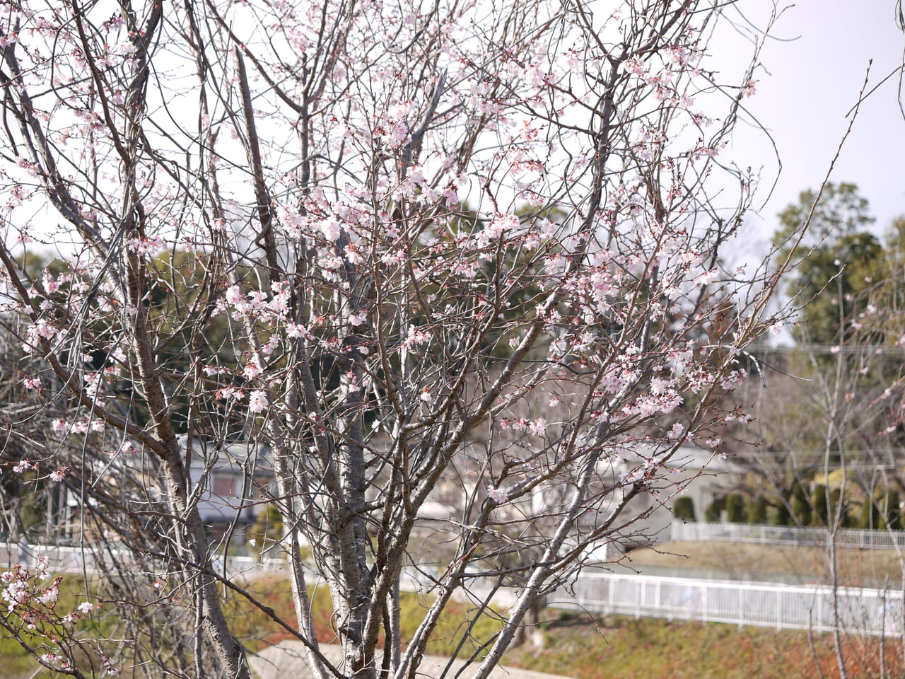 十月桜の木