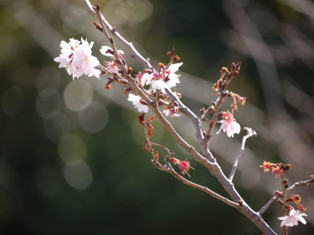十月桜のつぼみ