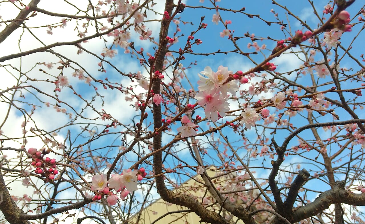 中央小学校近くの十月桜の様子