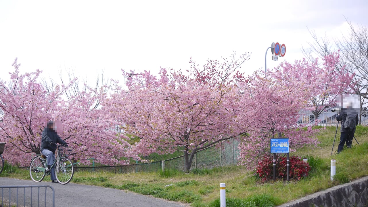 寝屋川市国松町の早咲きの桜2024年バージョン