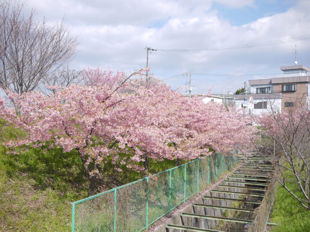 2024年の早咲きの桜