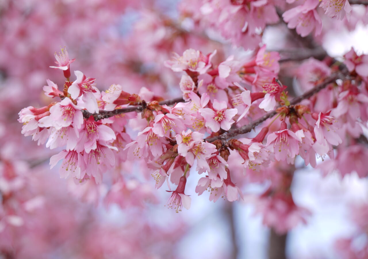 国松北口のおかめ桜