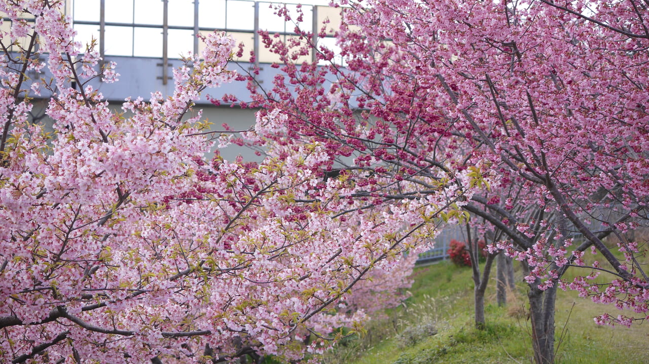 3種類の早咲きの桜が一気に見られるスポット