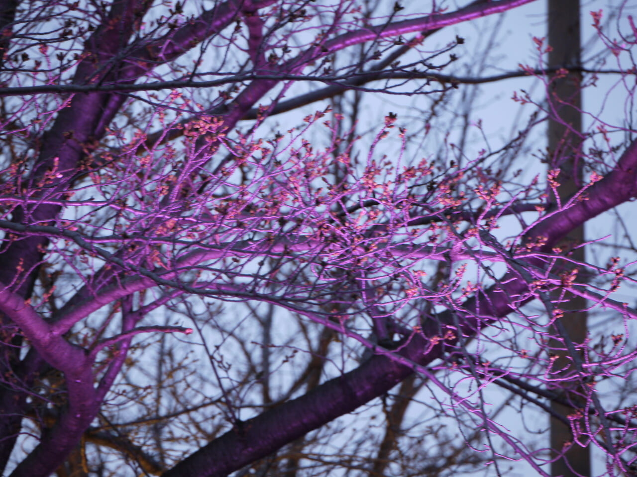 ライトアップされた桜の枝