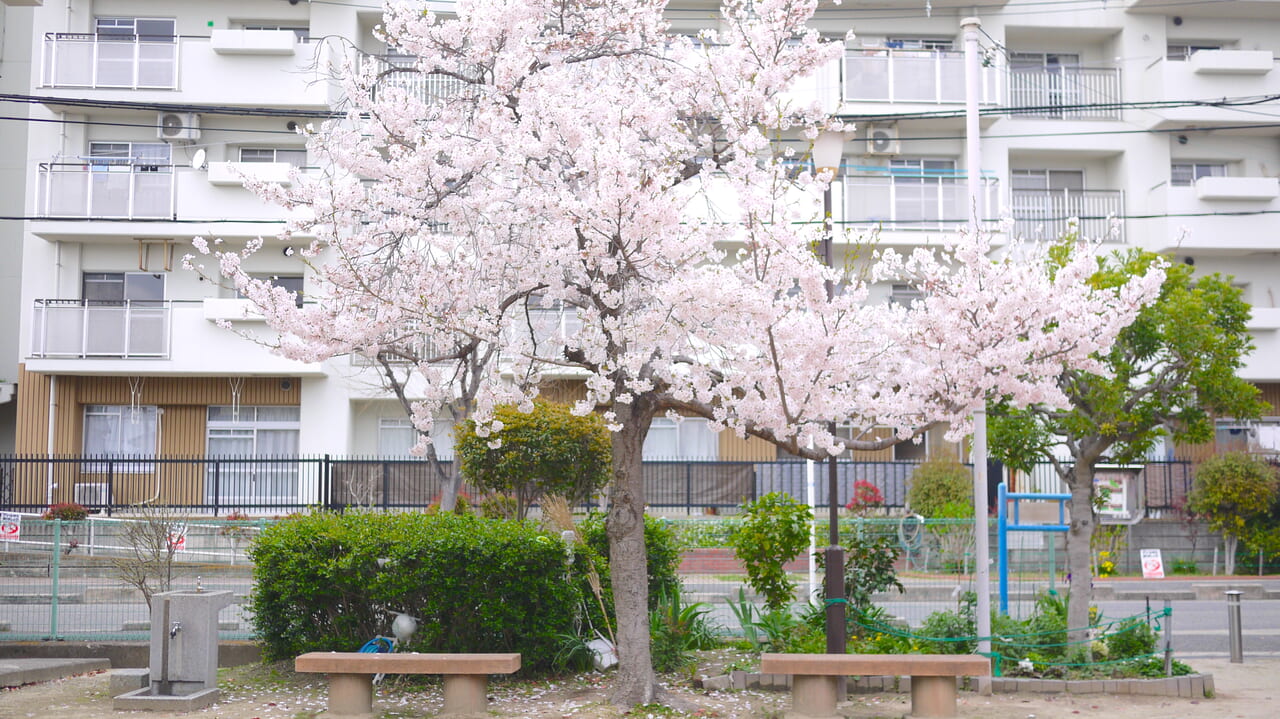 桜の木とベンチ