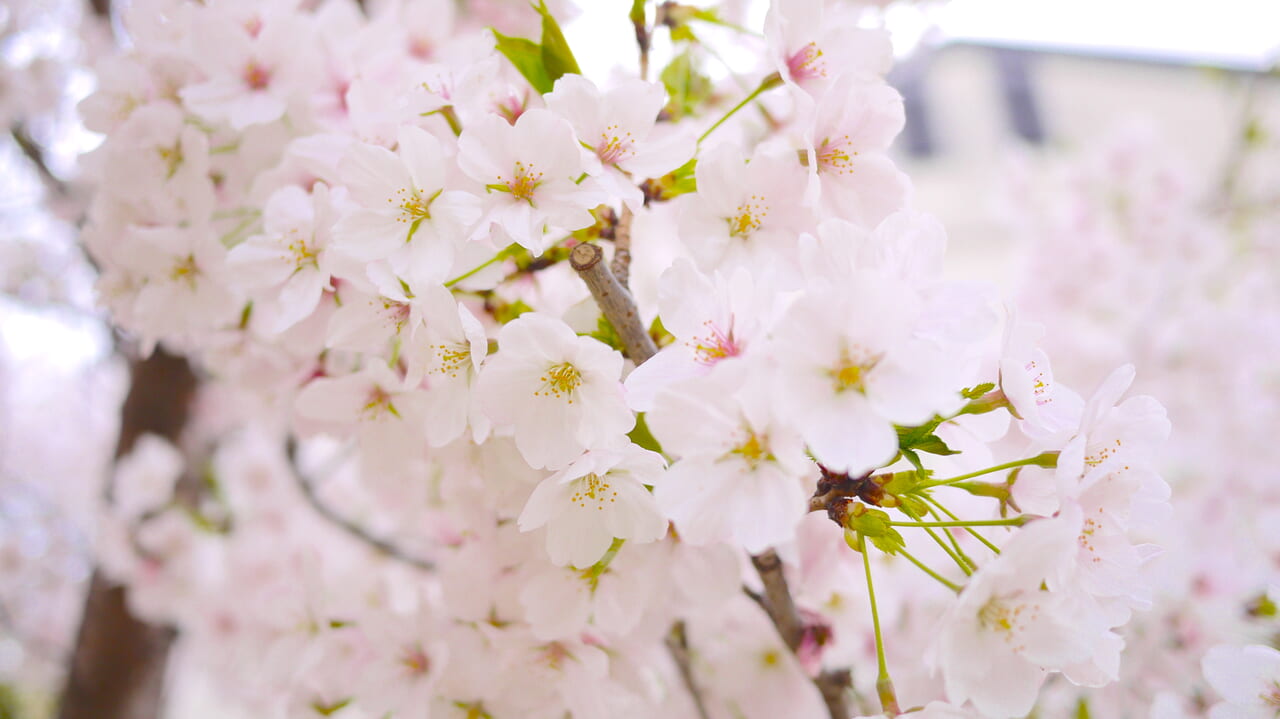 ほぼ満開状態の桜