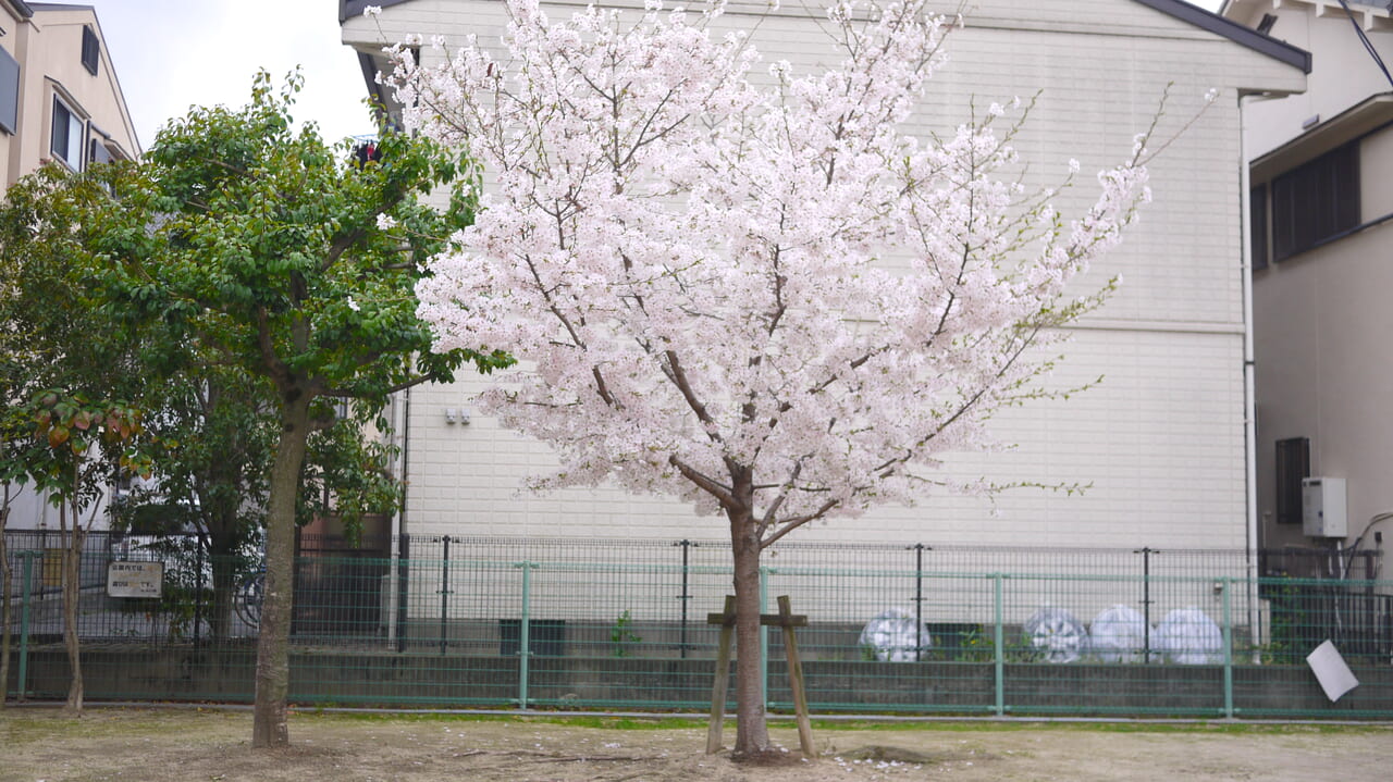 滑り台近くにある桜の木