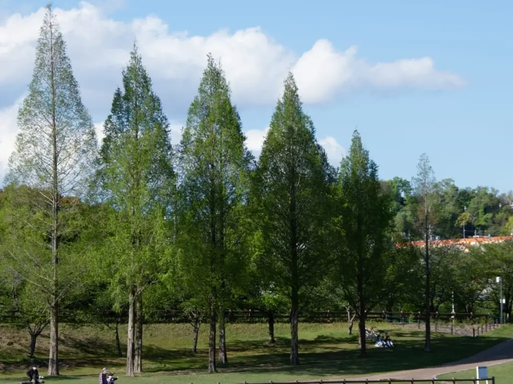 打上川治水緑地のフリー画像