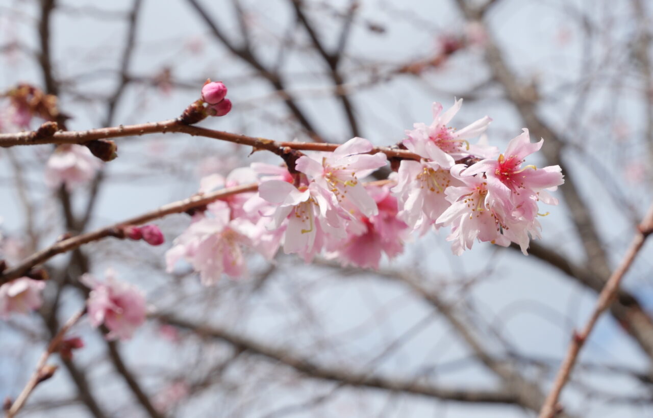 十月桜の写真