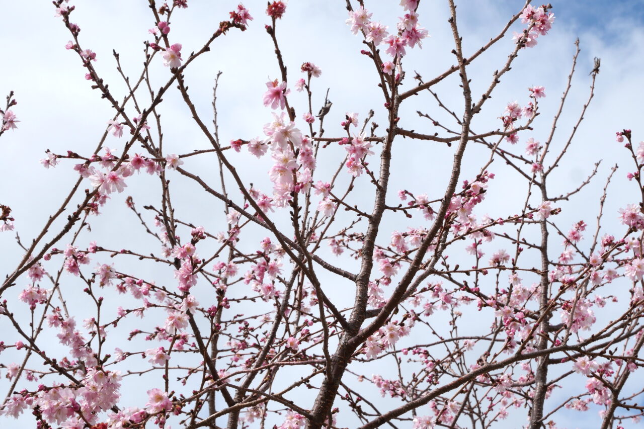 桜の写真（2025年）