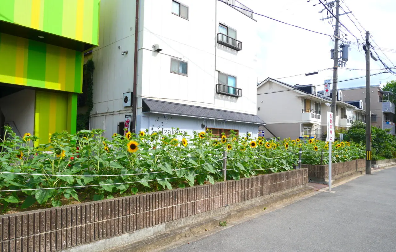 ミニひまわりの花壇