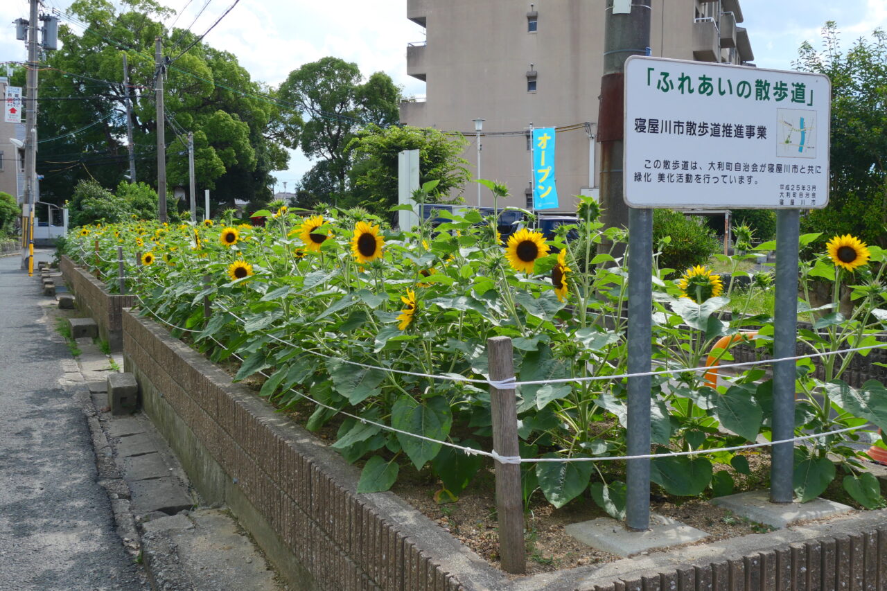 大利公園近くのミニひまわり