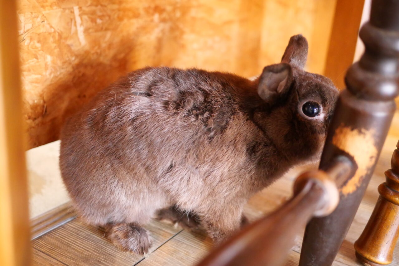 ウサギさん