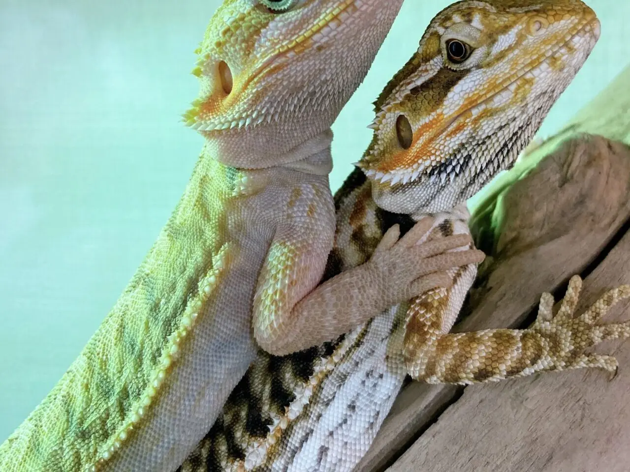 爬虫類の写真