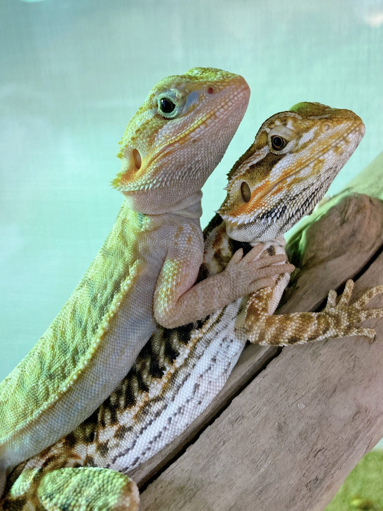 爬虫類の写真