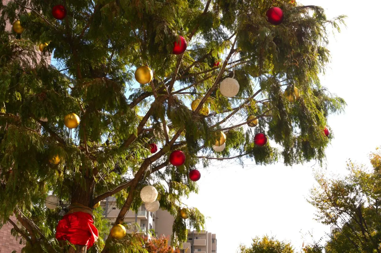 メタセコイアの飾り