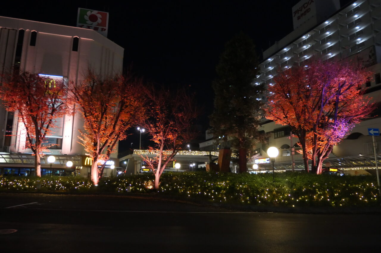 イズミヤ前にある木