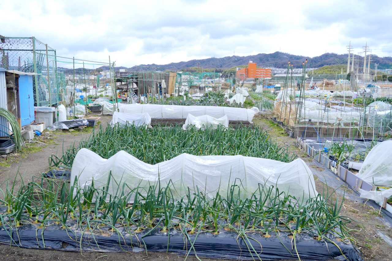 びお・やちゃい村