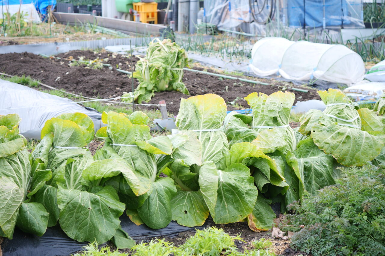 びおやちゃい村の白菜