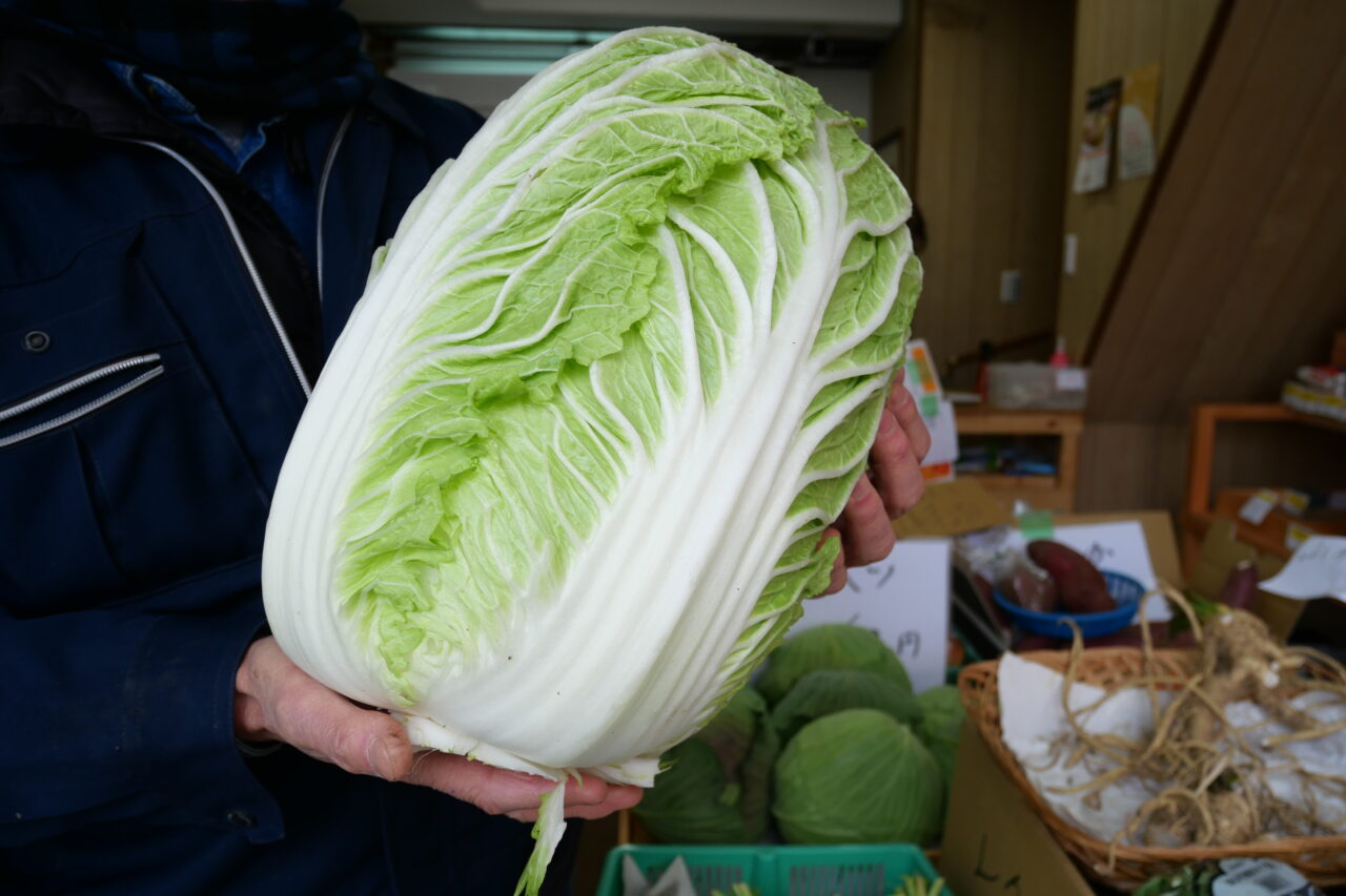 やちゃい村の白菜