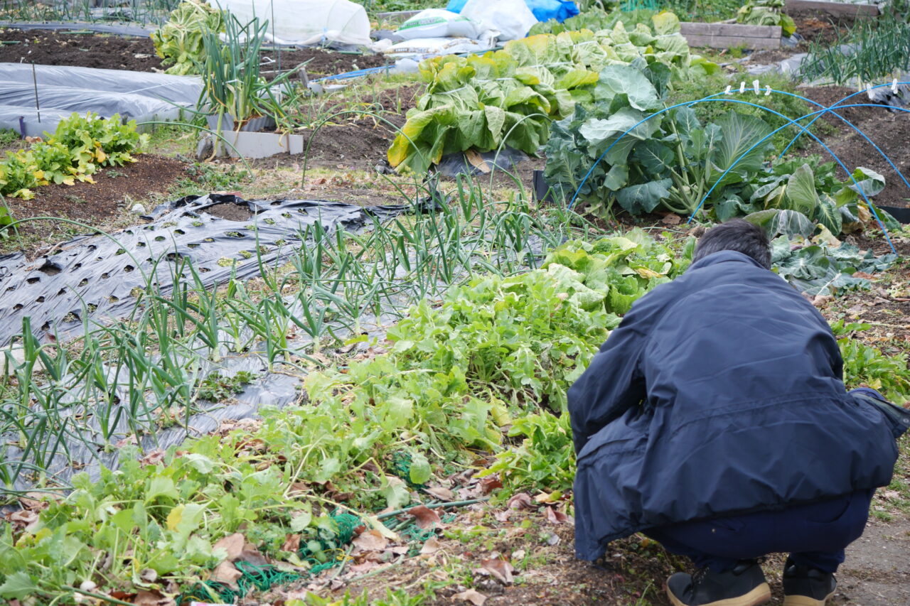 びお・やちゃい村で畑弄りをする人