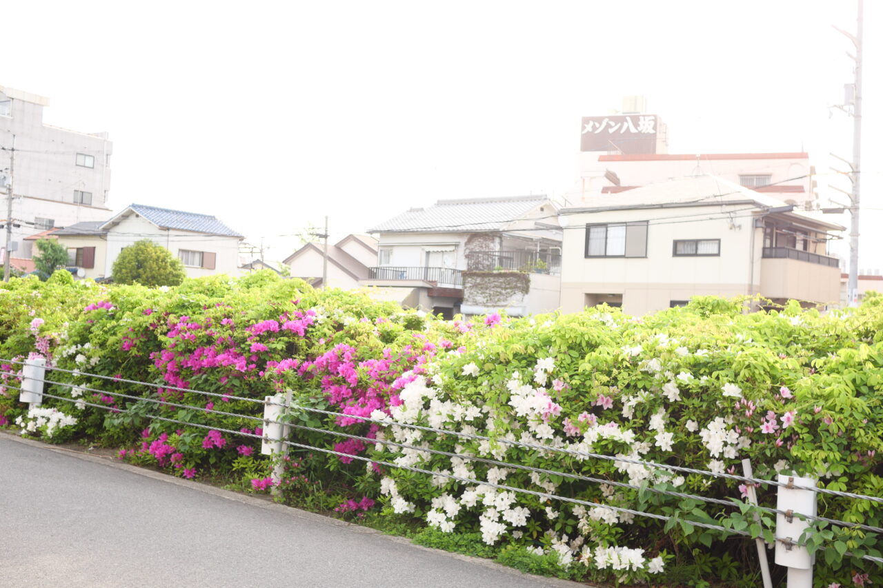 毎年楽しめるツツジ