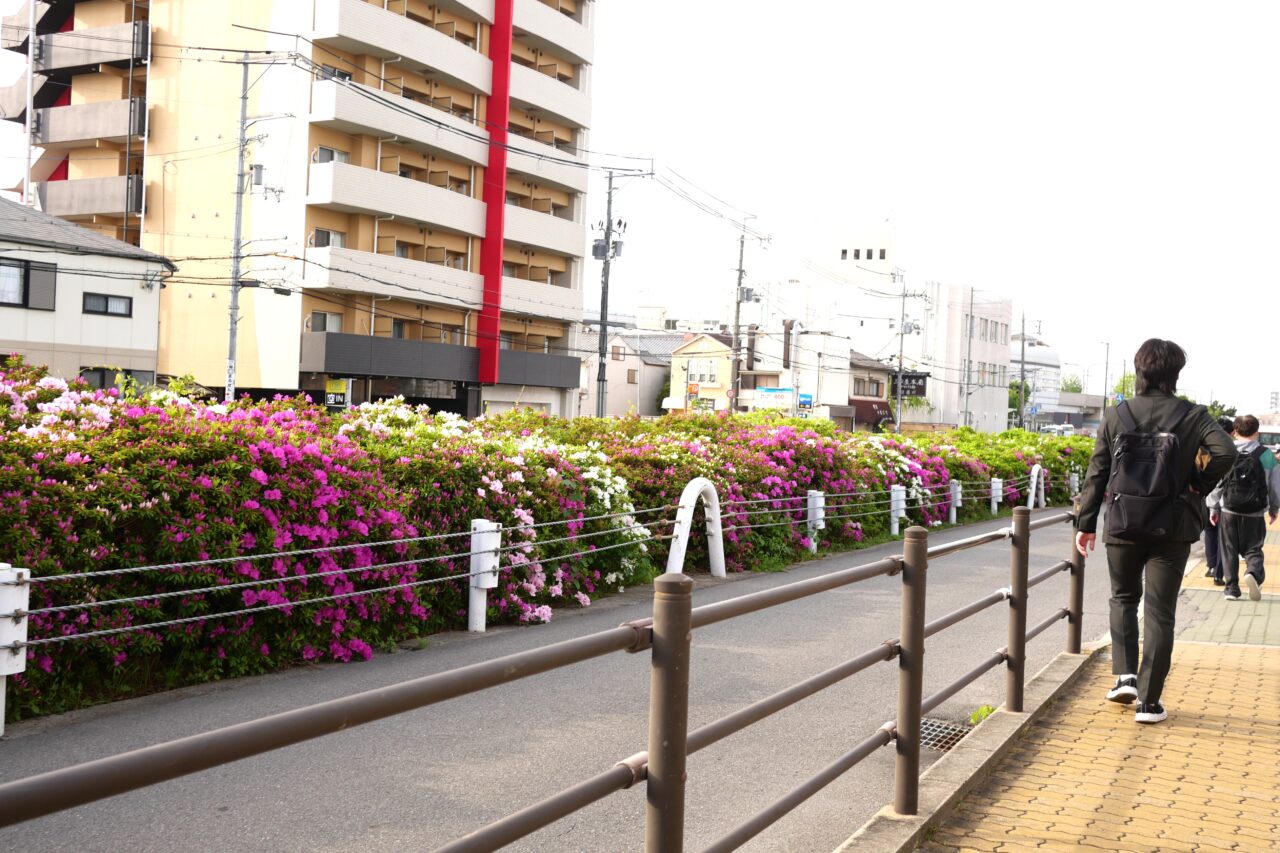 咲き始めたツツジ