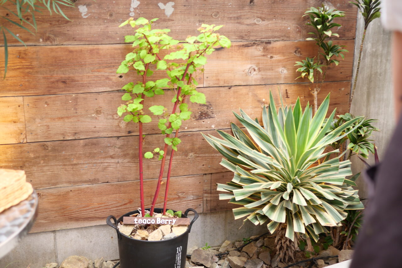 初めは植木鉢構想から