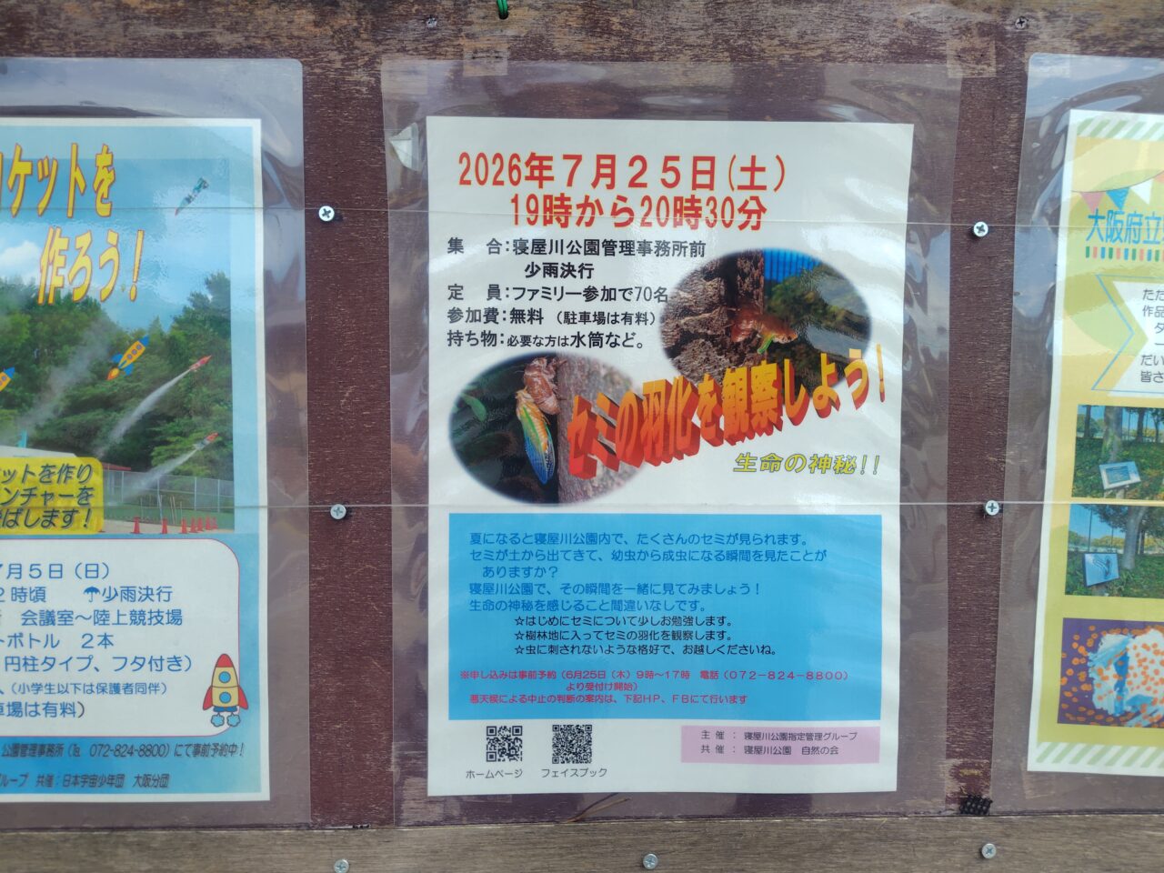 セミの羽化のイベント